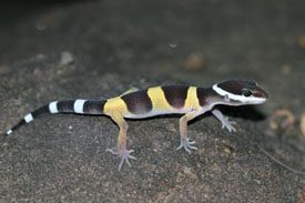 gecko